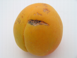 Abricot, blessure cicatrisée